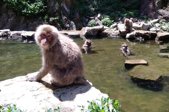 Ride to the Snow Monkeys: Self-Guided Bike Rentals from Nagano photo 1