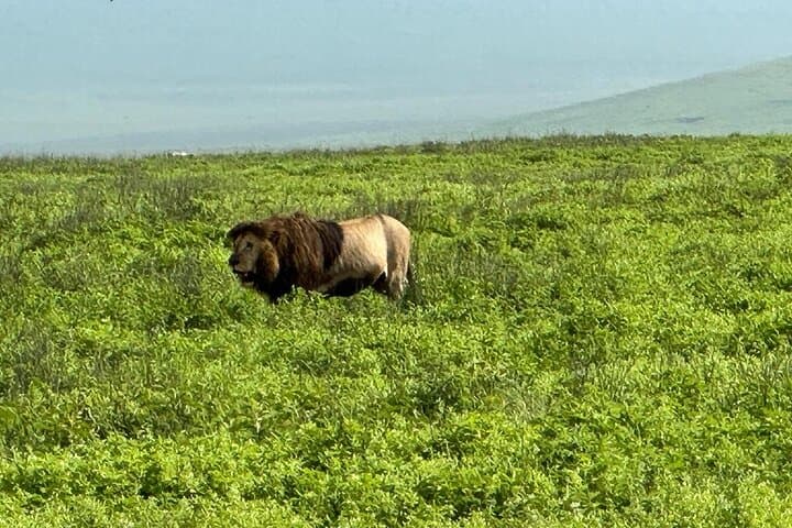 4-Day Serengeti & Ngorongoro Photographic Safari: Capture the Great Wildebeest Migration photo 3