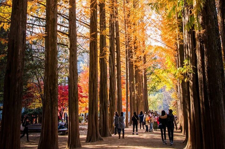 Seoul Day Trip: Nami Island, Apple Picking & Starlight Garden Light Festival photo 5