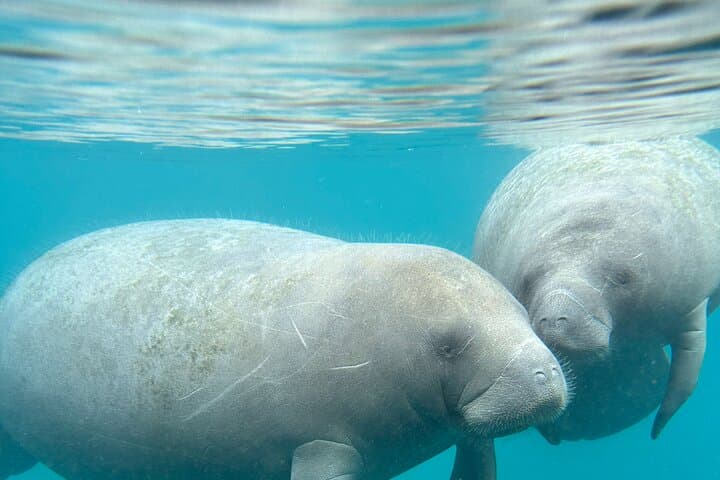 Silver Springs Clear Kayak Rentals: Paddle with Manatees in Crystal Water photo 3