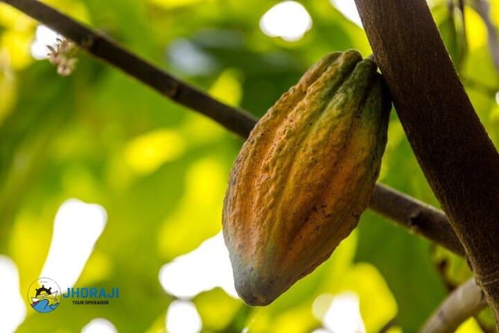 Punta Cana Safari with Jhoraji: Rivers, Ranches and Macao Beach in One Day photo 5