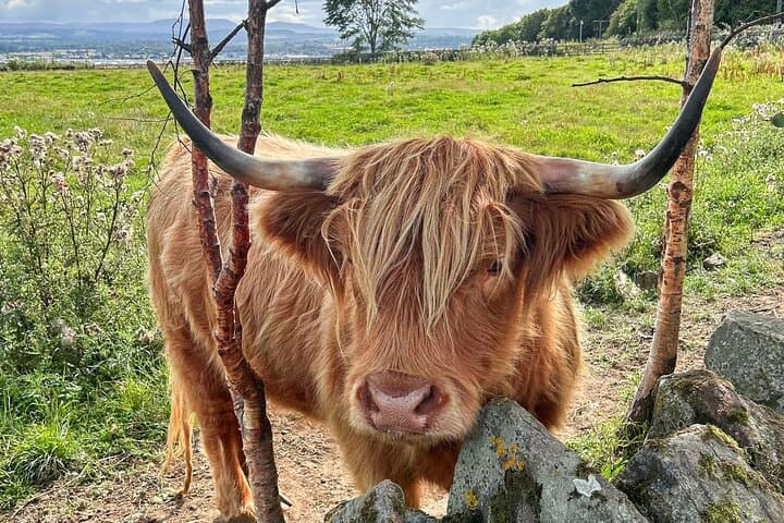 Stirling Castle to the Lochs: Private Highlands Day Tour from Gleneagles photo 3