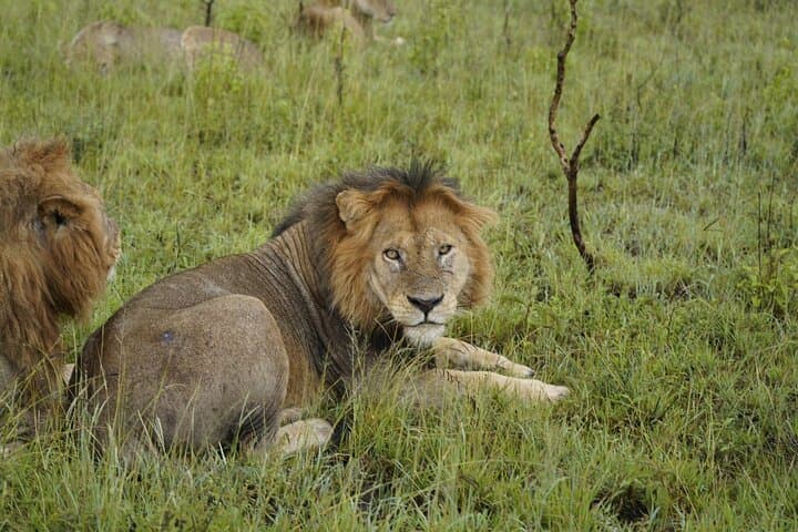 7-Day Tanzania Safari: Wildebeest Migration, Serengeti & Ngorongoro Crater