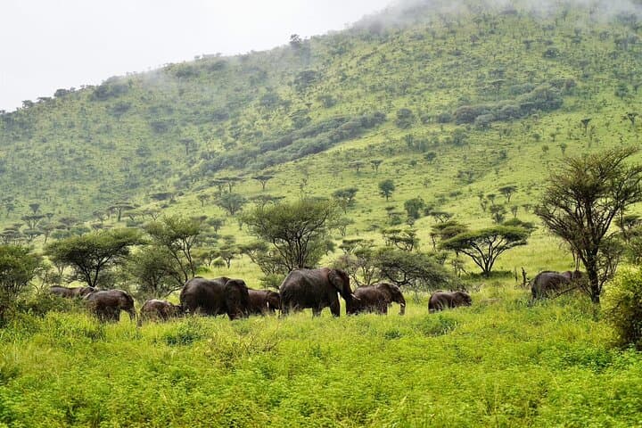 7-Day Tanzania Safari: Wildebeest Migration, Serengeti & Ngorongoro Crater photo 4