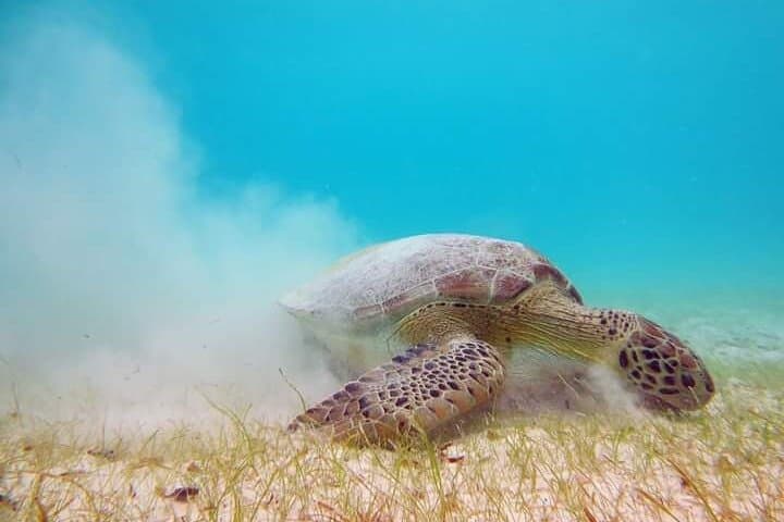Akumal Turtle Snorkel: Private GoPro Photo Experience photo 4