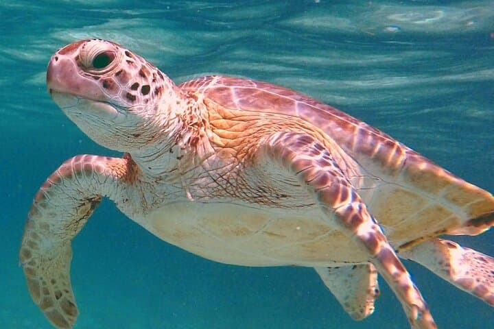 Akumal Turtle Snorkel: Private GoPro Photo Experience