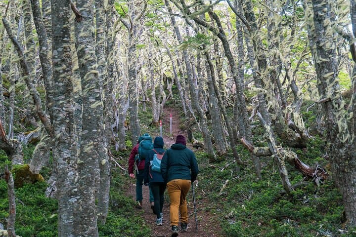 Private Patagonian Forest Hike from Punta Arenas — 4-Hour Guided Lenga Trail & Strait Views photo 5