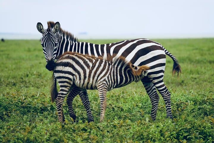 7-Day Tanzania Safari: Wildebeest Migration, Serengeti & Ngorongoro Crater photo 2