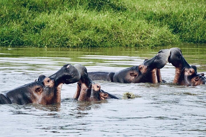7-Day Tanzania Safari: Wildebeest Migration, Serengeti & Ngorongoro Crater photo 3