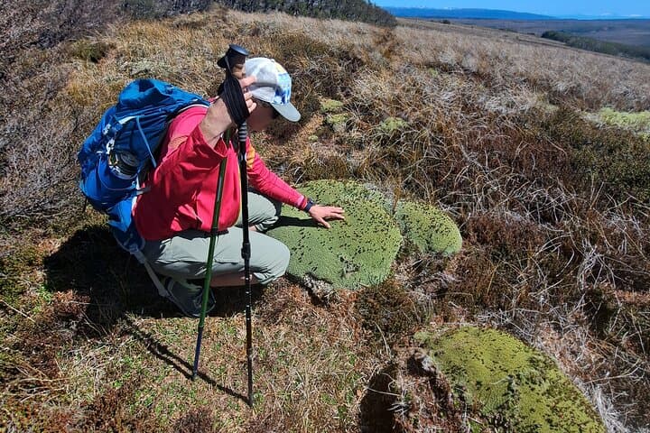 Mount Fenton Patagonian Forest Hike — 6-Hour Private Trek from Punta Arenas photo 4