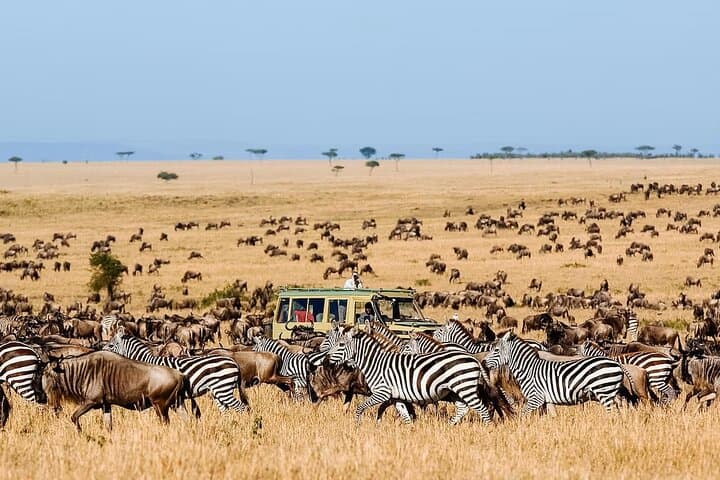 7-Day Tanzania Safari: Wildebeest Migration, Serengeti & Ngorongoro Crater photo 6