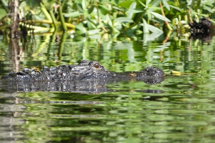 Scenic Wekiva River Kayak Tour from Orlando — Small-Group Wildlife Paddle photo 2