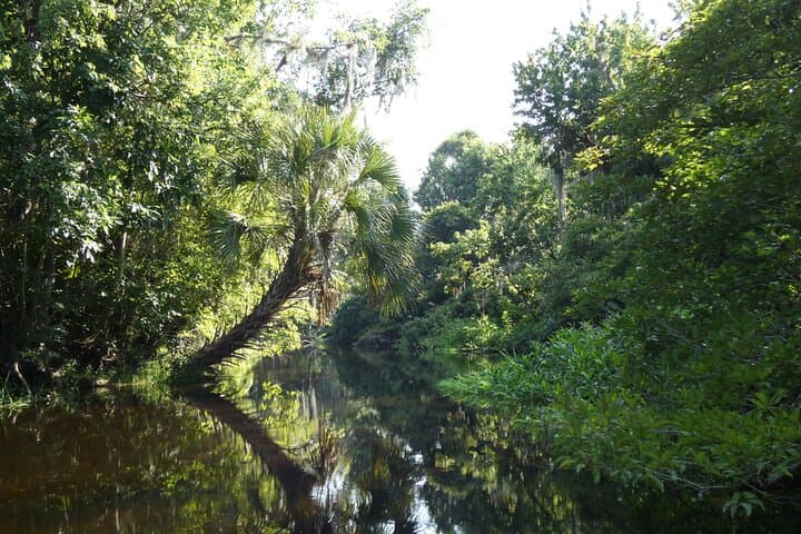 Scenic Wekiva River Kayak Tour from Orlando — Small-Group Wildlife Paddle photo 3