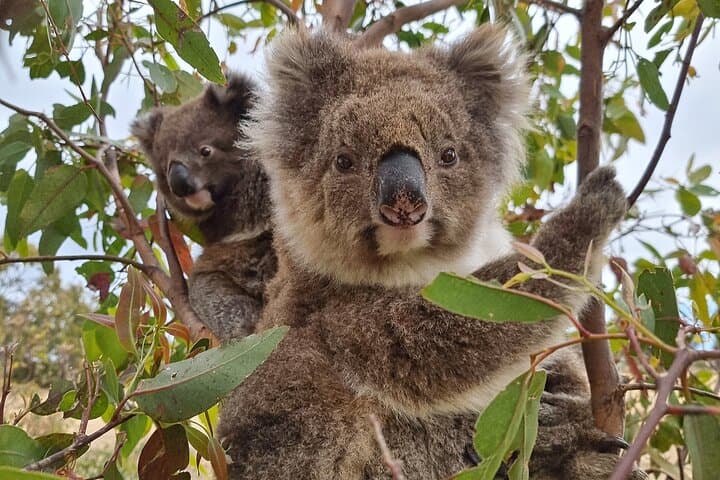 Mikkira Station Wild Koala Safari — Port Lincoln Eyre Peninsula Tour photo 3