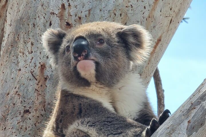 Mikkira Station Wild Koala Safari — Port Lincoln Eyre Peninsula Tour