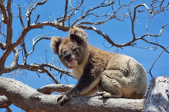Mikkira Station Wild Koala Safari — Port Lincoln Eyre Peninsula Tour photo 4