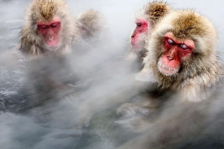 See the Snow Monkeys: Full-Day Private Tour from Tokyo to Jigokudani