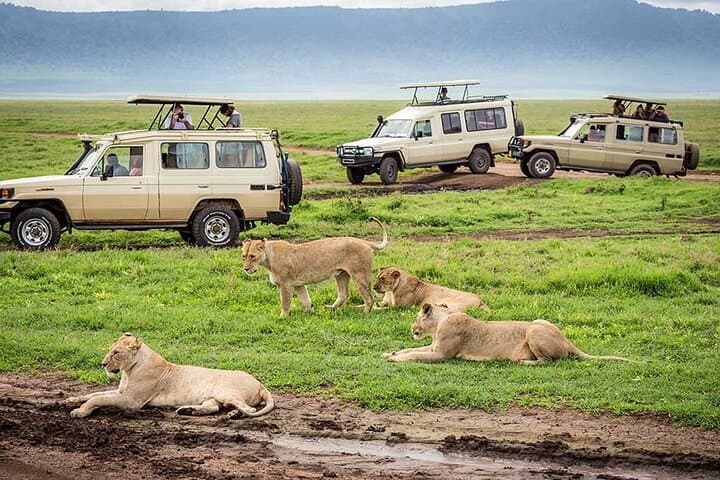6-Day Private Safari from Arusha: Serengeti, Ngorongoro & Mt Kilimanjaro Day Hike photo 2