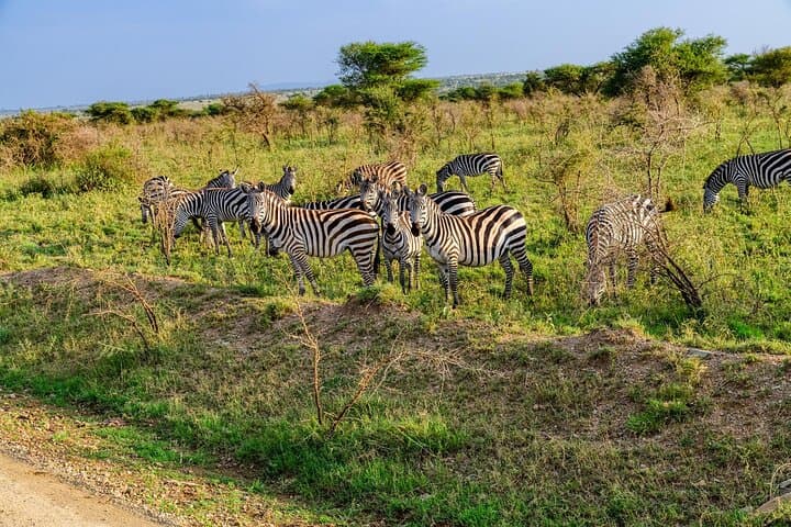 3-Day Fly-In Safari: Serengeti & Ngorongoro Private Tour from Zanzibar photo 6