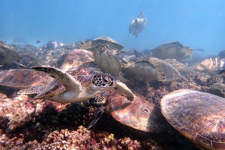 Snorkeling the Dimaniyat Islands: Turtle City, Coral Reefs & Day Trips from Muscat