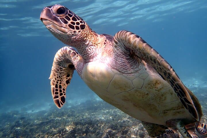 Snorkeling the Dimaniyat Islands: Turtle City, Coral Reefs & Day Trips from Muscat photo 6