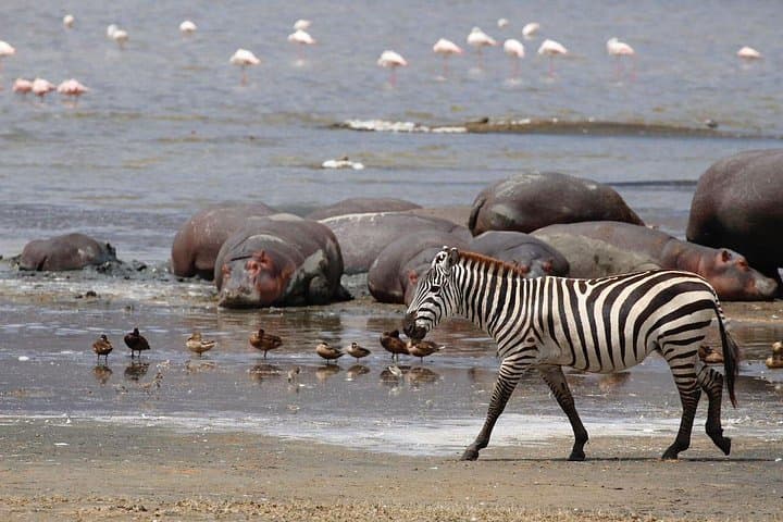 11-Day Serengeti Migration Safari: Witness the Great Wildebeest Migration photo 2