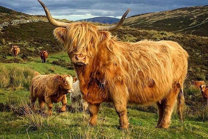 Private Scottish Highlands Day Trip: Culloden Battlefield, Highland Folk Museum & Dalwhinnie Distillery photo 1