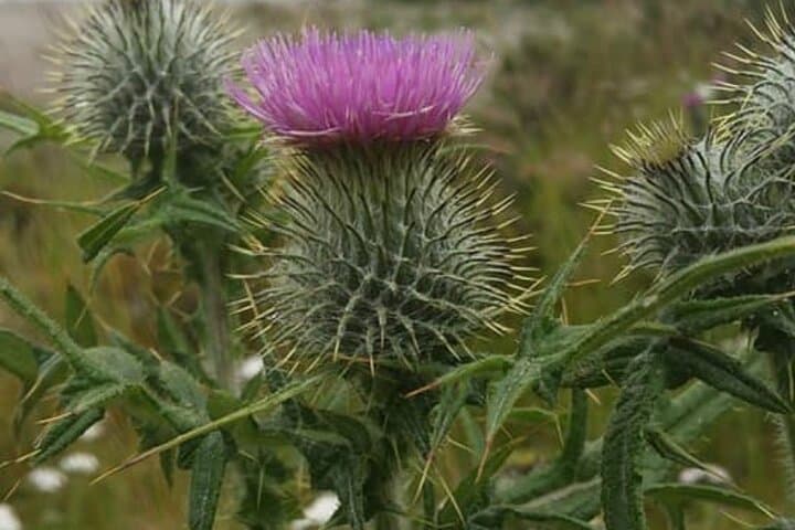 Private Scottish Highlands Day Trip: Culloden Battlefield, Highland Folk Museum & Dalwhinnie Distillery photo 2