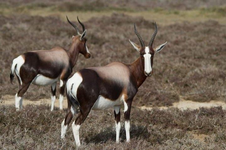 Private Cape of Good Hope Tour: Penguins, Chapman’s Peak & Cape Point photo 4
