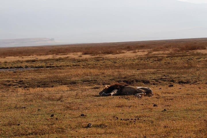 Inside Ngorongoro Crater: A Day of Big‑Game Drives in a Volcanic Caldera photo 2