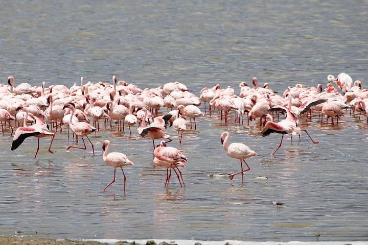 Inside Ngorongoro Crater: A Day of Big‑Game Drives in a Volcanic Caldera photo 3