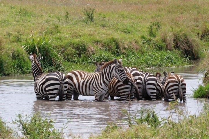 11-Day Serengeti Migration Safari: Witness the Great Wildebeest Migration photo 4