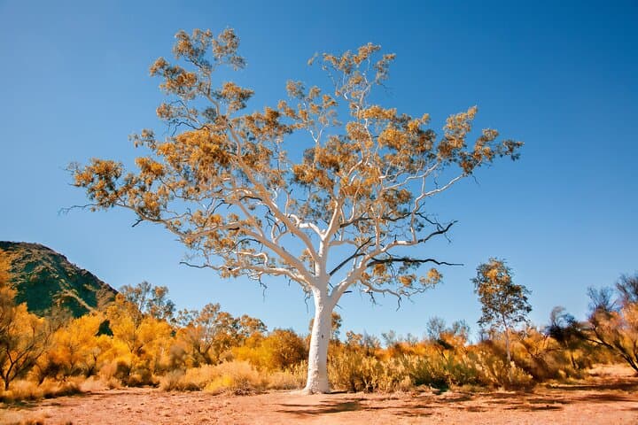 Alice Springs to Ross River Resort: Self-Guided East MacDonnell Outback Drive photo 3