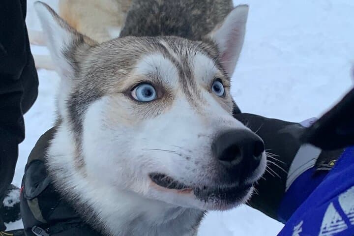Husky Safari from Levi: 2km & 5km Husky Sledge Rides in Lapland photo 4