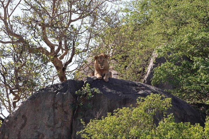 Beach-to-Bush: 6-Day Zanzibar and Nyerere Park Safari Escape photo 3