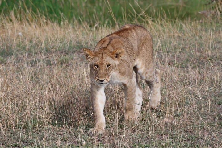 Beach-to-Bush: 6-Day Zanzibar and Nyerere Park Safari Escape photo 5