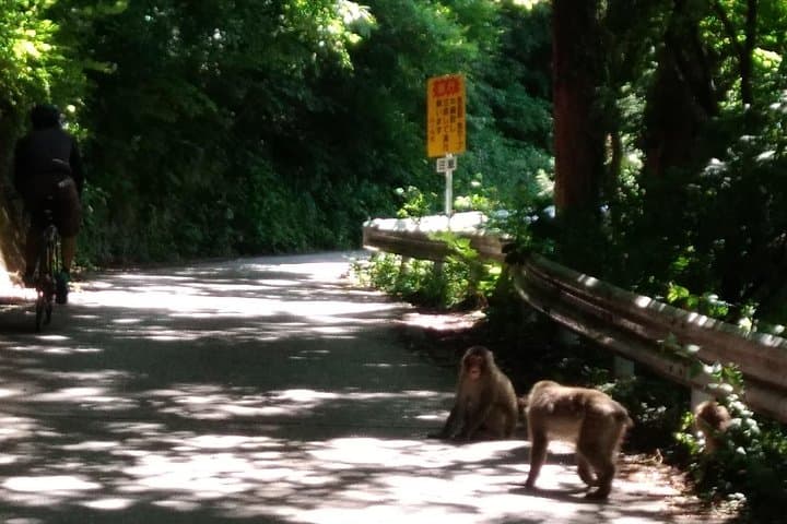 Ride to the Snow Monkeys: Self-Guided Bike Rentals from Nagano photo 3