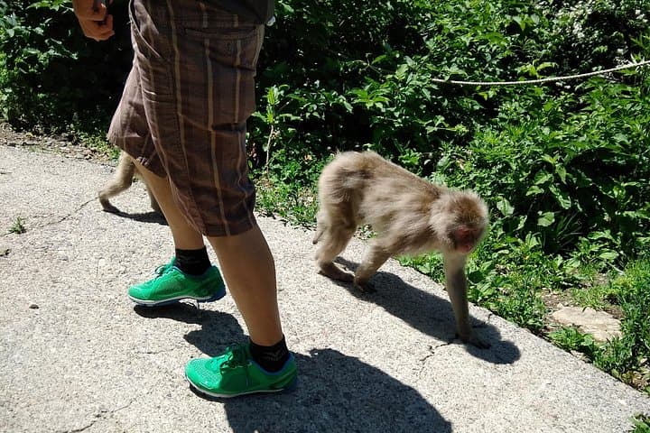 Ride to the Snow Monkeys: Self-Guided Bike Rentals from Nagano photo 4