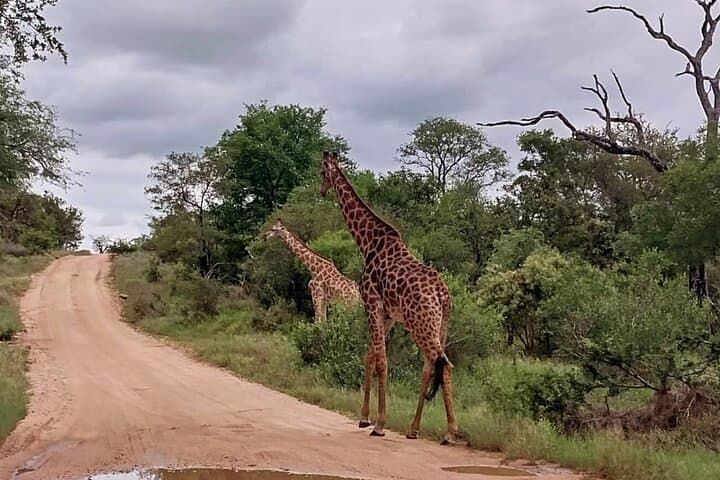 Sabi Sand Sunset Safari: Off-Road Sundowners and Night Drive photo 3