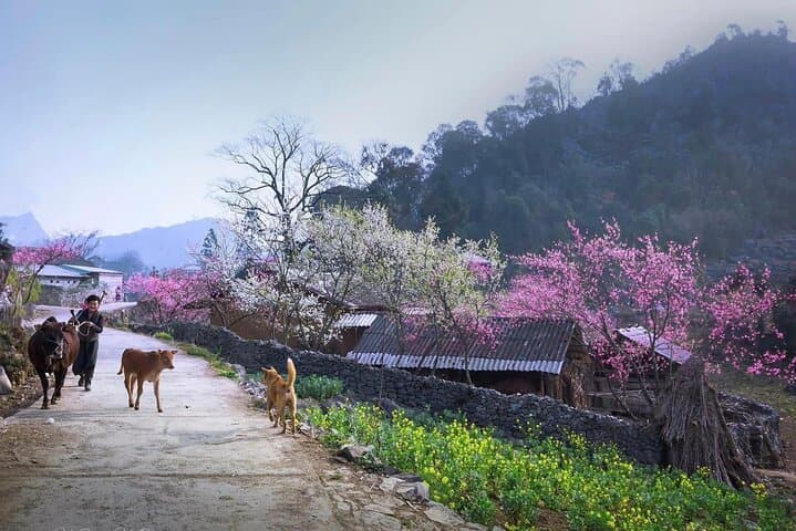 Ha Giang Loop: 3-Day Motorbike Tour through Ma Pi Leng and Dong Van photo 5