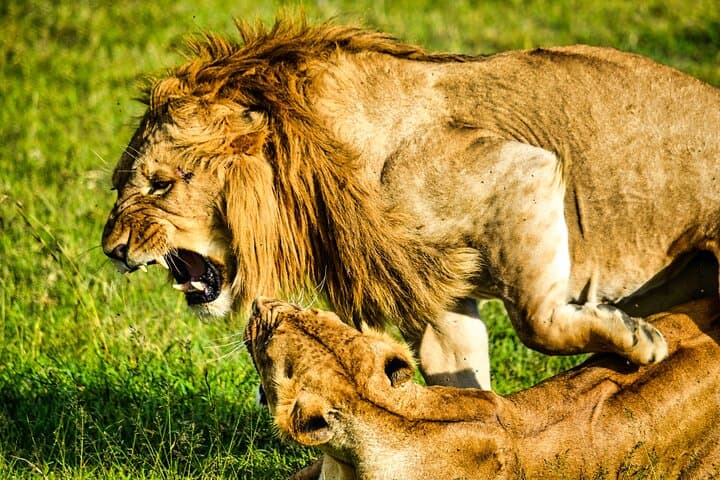 Ngorongoro Crater Day Safari — Budget Shared Tour from Arusha photo 2