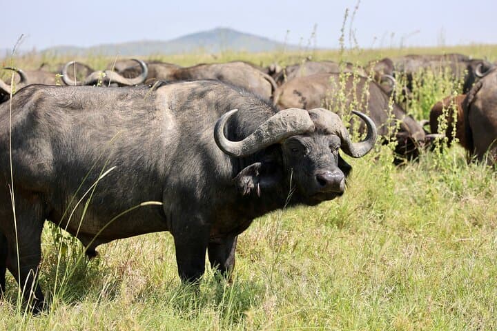 Ngorongoro Crater Day Safari — Budget Shared Tour from Arusha photo 3
