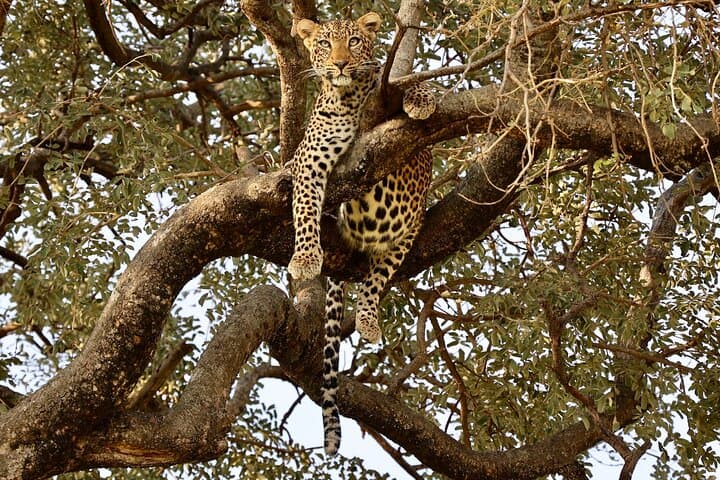 Ngorongoro Crater Day Safari — Budget Shared Tour from Arusha photo 5