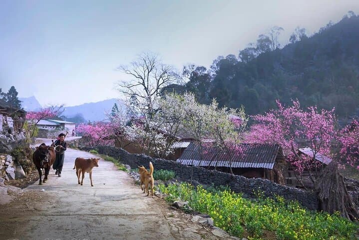 Ha Giang Loop: 3-Day Motorbike & Bus Adventure from Sapa to Hanoi photo 2