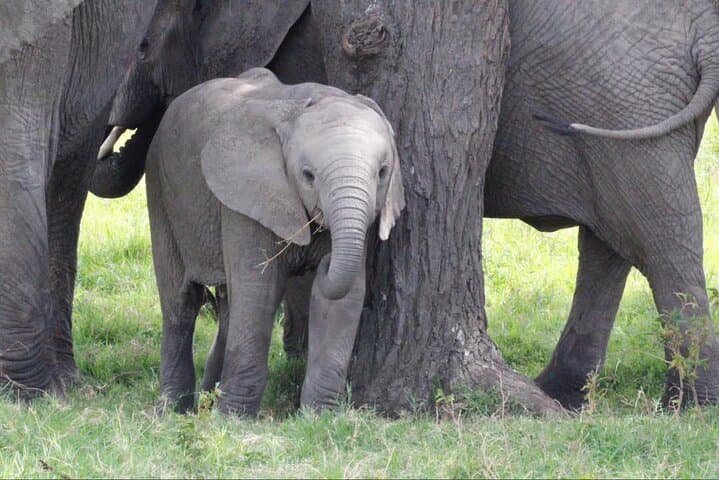11-Day Serengeti Migration Safari: Witness the Great Wildebeest Migration photo 3