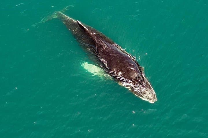 Golfo Dulce Whale Watching, Snorkeling & Artisanal Fishing from Puerto Jiménez photo 3
