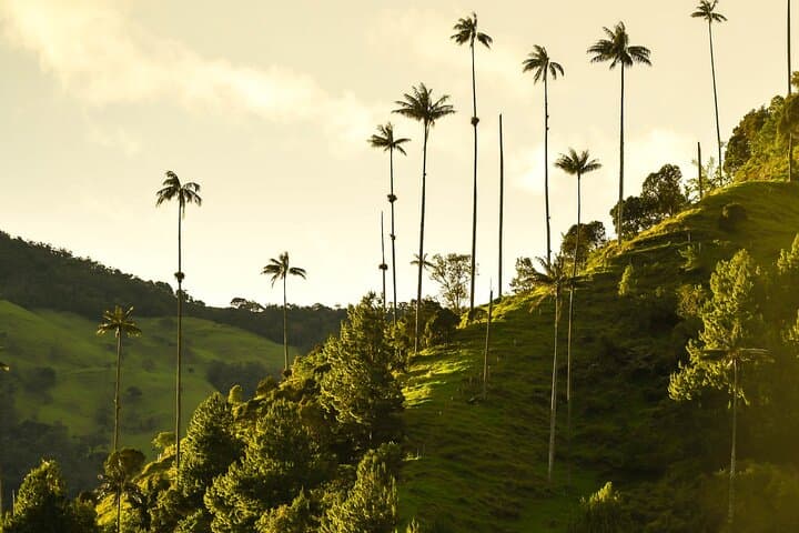 Cocora Valley, Salento & Filandia Day Tour — Wax Palms, Coffee Culture & Easy Hiking photo 2