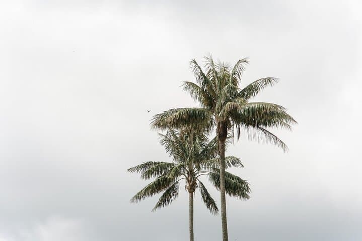 Cocora Valley, Salento & Filandia Day Tour — Wax Palms, Coffee Culture & Easy Hiking photo 6