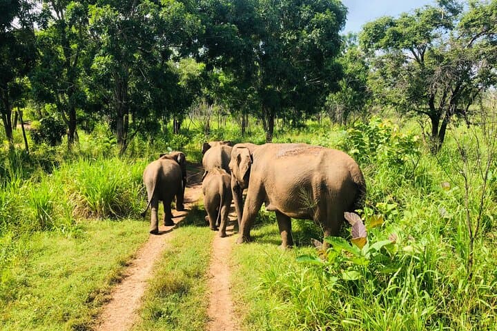 Tuk-Tuk Safari to Minneriya: Up-Close Elephant Watching in Sri Lanka