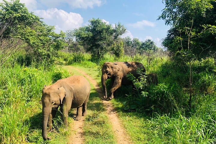 Tuk-Tuk Safari to Minneriya: Up-Close Elephant Watching in Sri Lanka photo 4